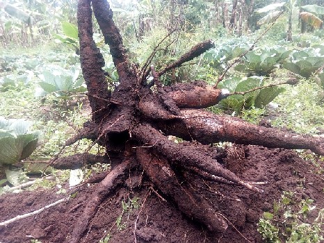 African Cassava Root